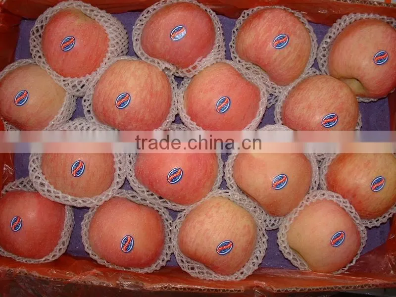 wholesale fresh fuji apple