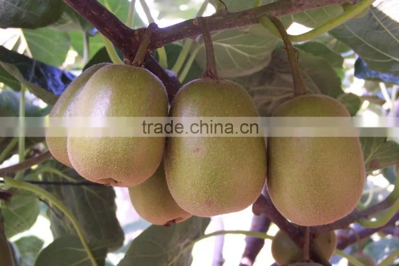 Kiwifruit concentrate fruit juice