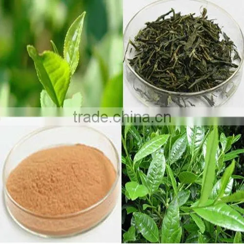 top quality 95% EGCG green tea extract