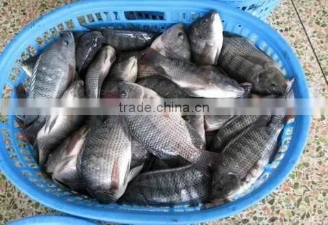 Frozen Tilapia Fish