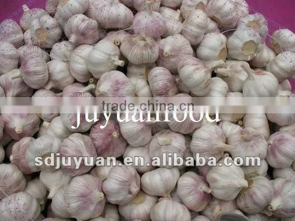 Pure White Garlic