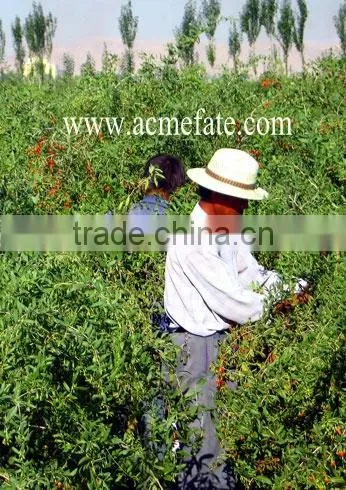 dried wolfberry/high quality goji