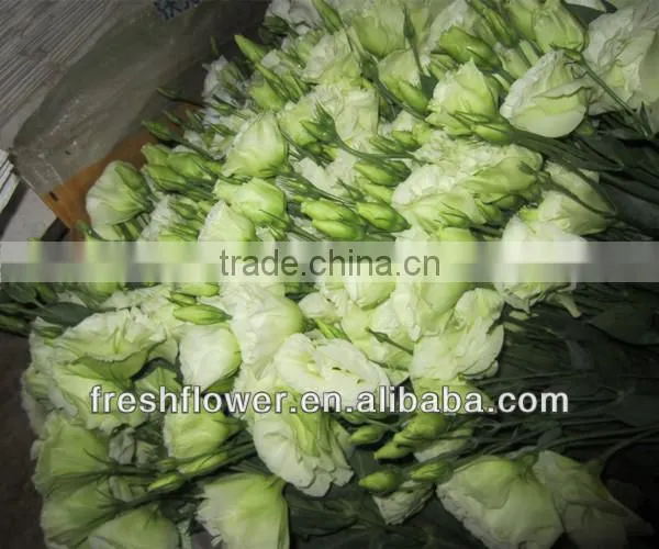 Fresh cut flowers named Eustoma