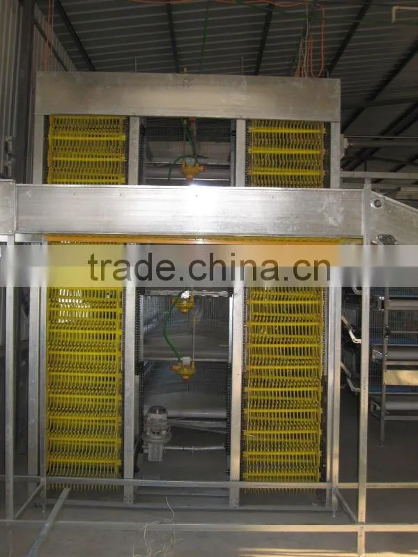Automatic poultry equipment for layer quail raising