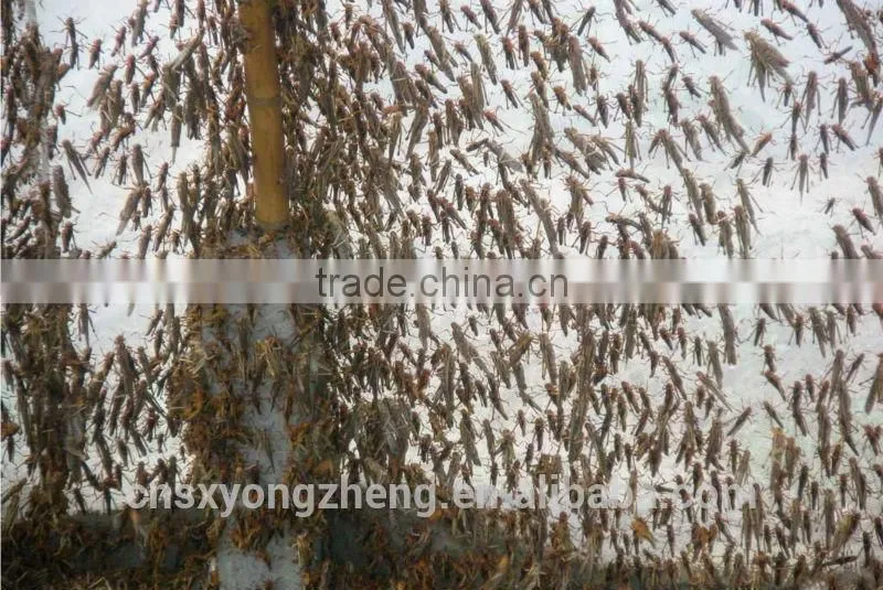 Freeze Dried locusts For Wild Bird & Pet Fish Food
