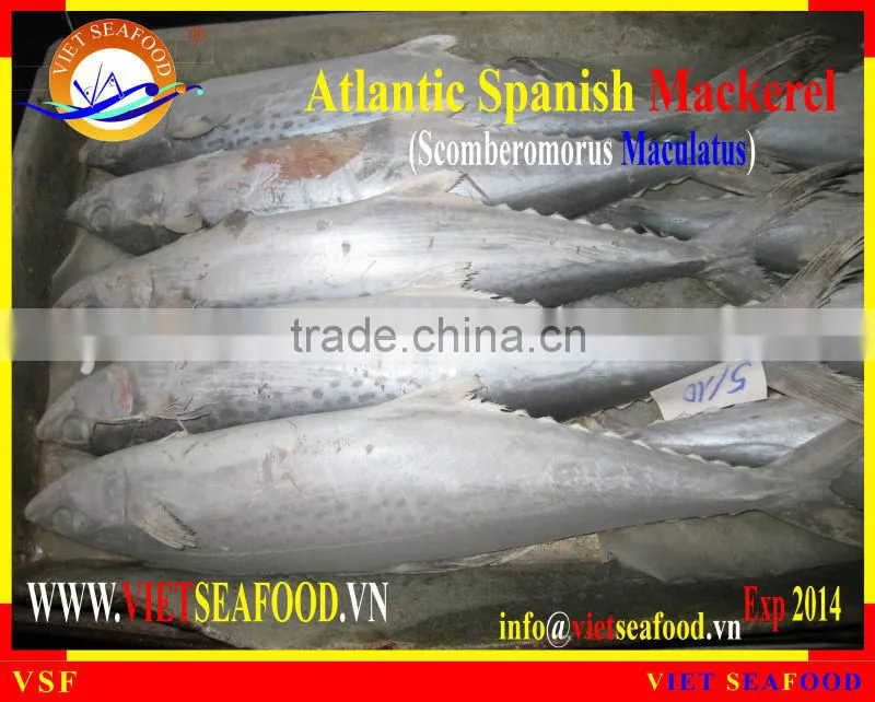 FROZEN W/R ATLANTIC SPANISH MACKEREL
