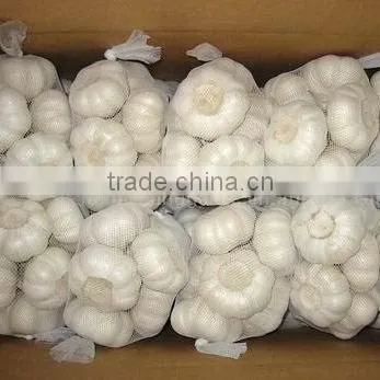 white garlic from Yafod!