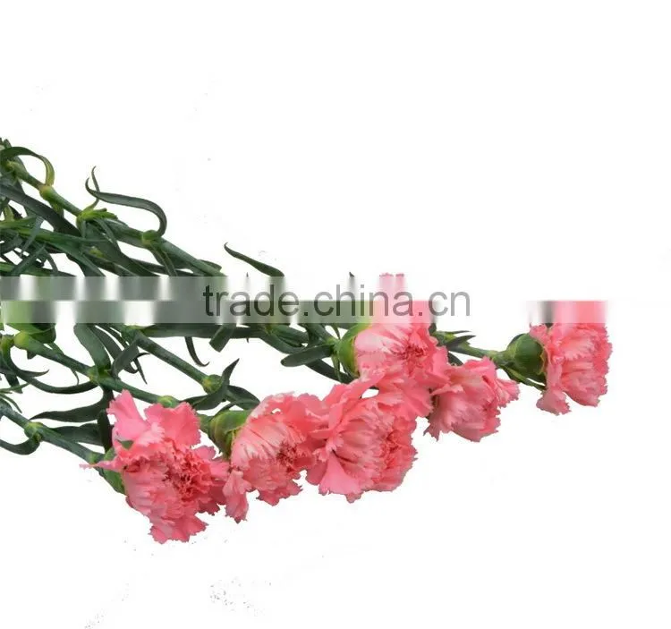 Factory Medium pink high grade pink carnation flower