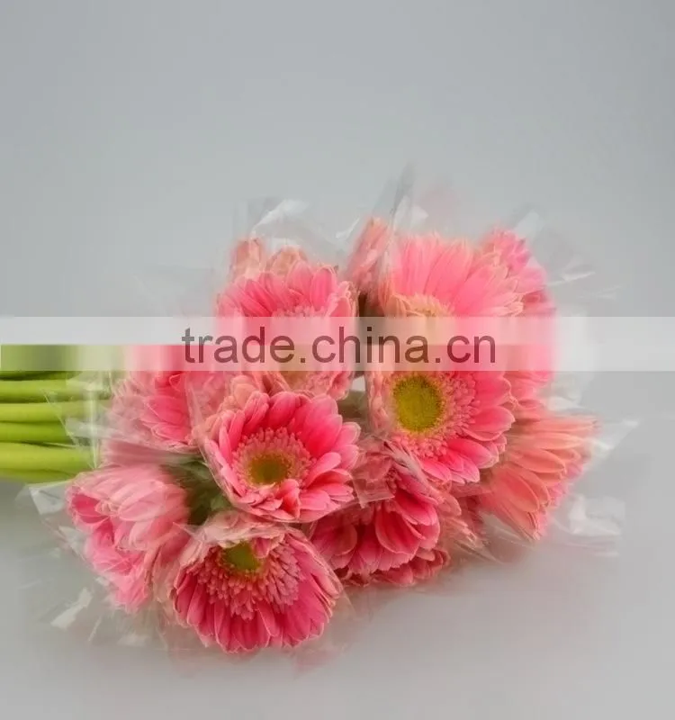 Fashion Honey pink gerbera daisy