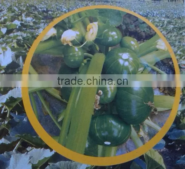 Planting hybrid squash vegetable seeds