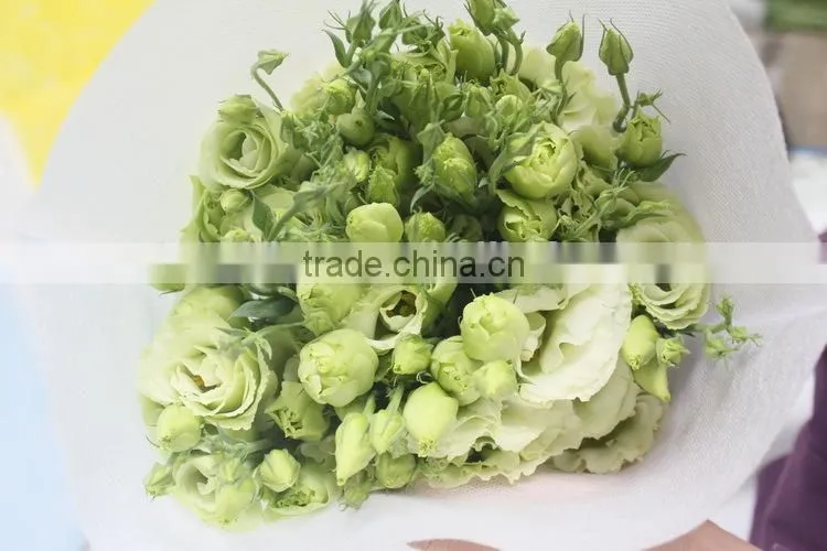 Wide varieties new coming beautiful hybrid eustoma grandiflorum