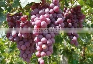 industrial fruit protective bag maker for sale