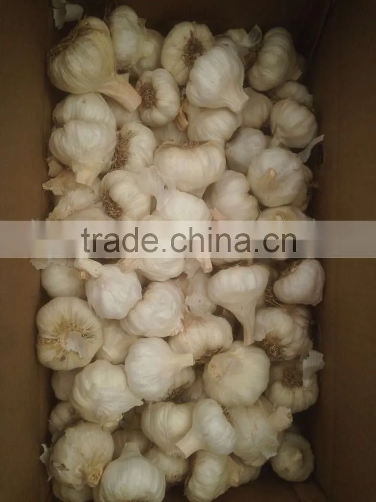 Takings Egyptian Garlic...dry garlic with best quality