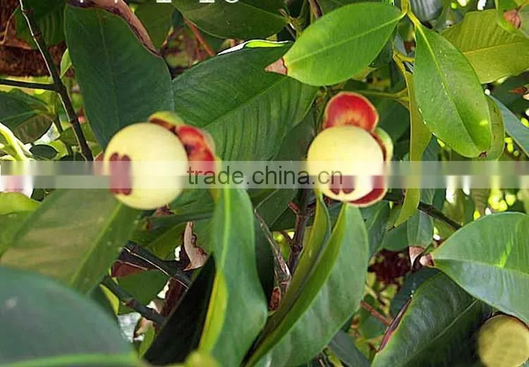 Mangosteen fruit seedling