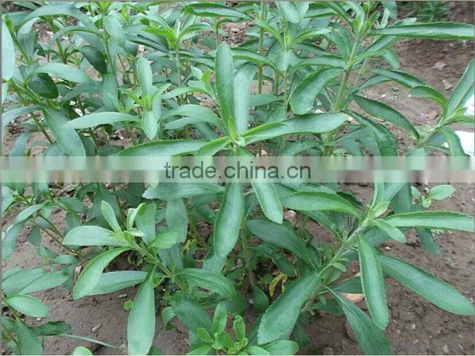 Stevia Multiple layer continuous type mesh belt dryer