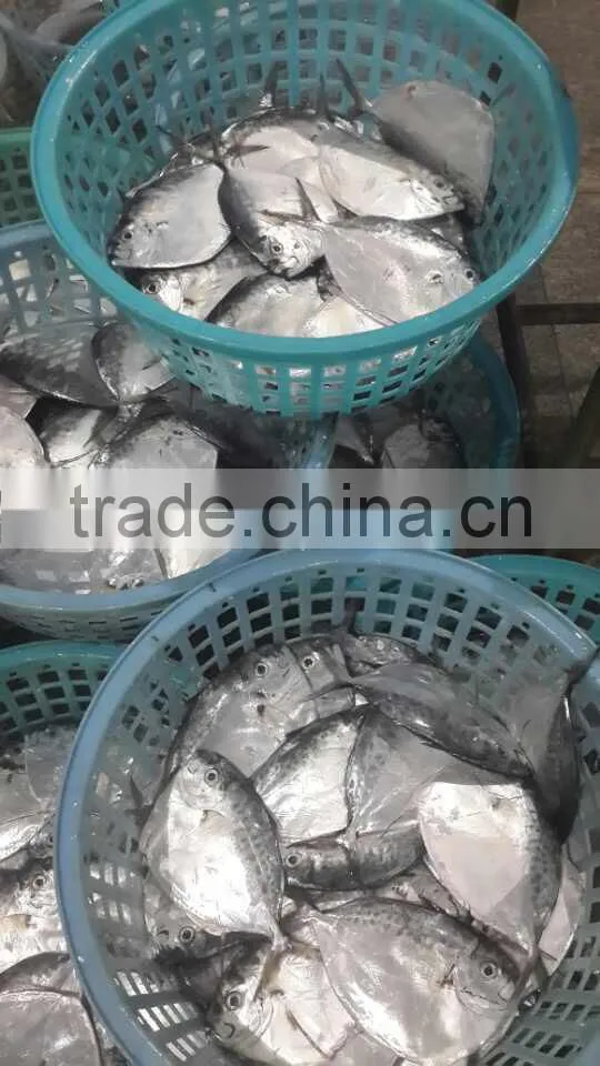 cheap fish for Africa Mene maculata