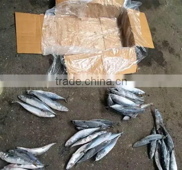 New Crop Seafood Frozen Pacific Mackerel Fish