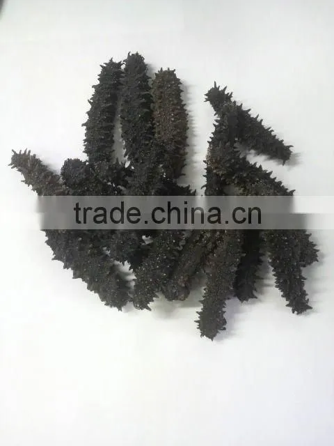 sea cucumber from hokkaido japan