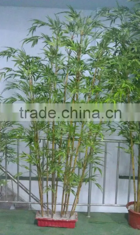 Lucky bamboos