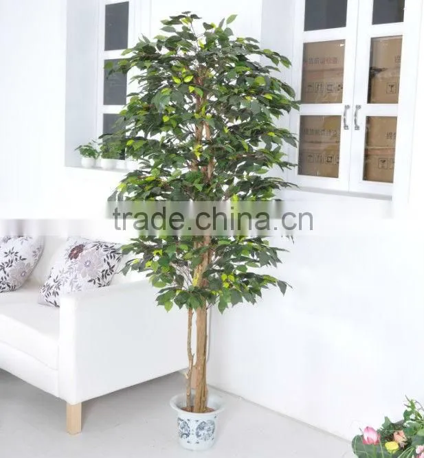 jade tree