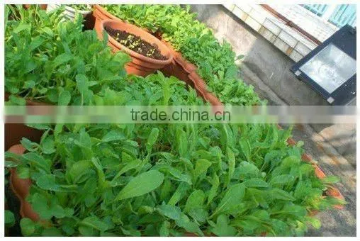 Polymer gel crystals ( super absorbent polymer ) used for agriculture