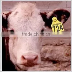 Plastic Ear tag for pig