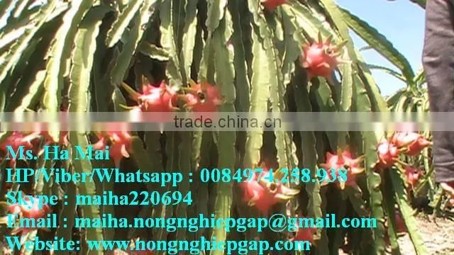 100% Natural Fresh Dragon Fruit from Vietnam-Ms Ha 84974258938