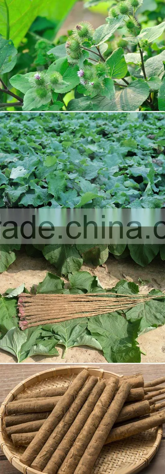 High quality Chinese fresh burdock, best natural burdock root for export