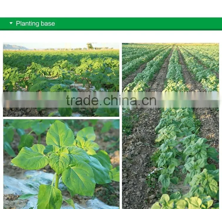 benefits of pumpkin seeds Wholesale snow white / shine skin pumpkin seeds competitive price