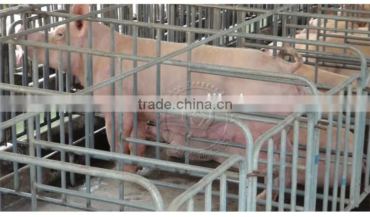Pig Farm Automatic Feeding System Pig Poultry Feed delivery line