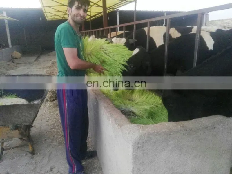 1500kg/day capacity cow/sheep feed wheat/barley hydroponic fodder container/machine