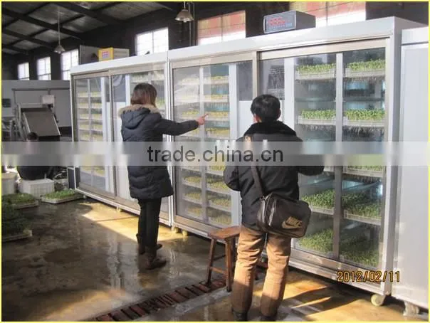 Black Bean Sprouts Making Machine | Green Mung Bean Sprouting Machine