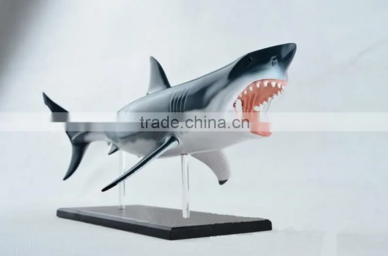 V-AM052 4D MASTER Shark specimens anatomical model
