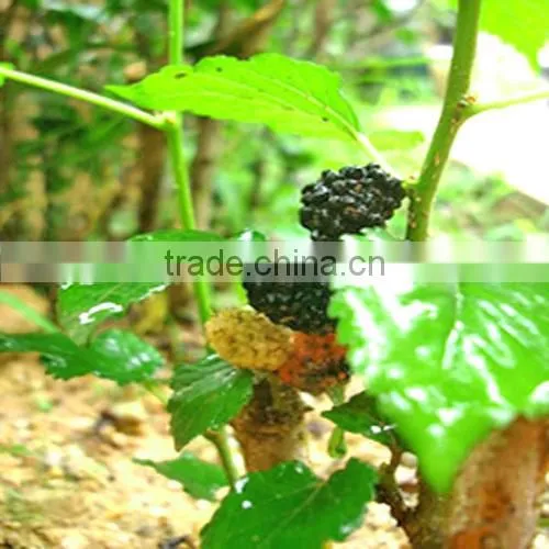 Mulberry Leaf Extract 1%,2%,5% DNJ for Alzheimer's