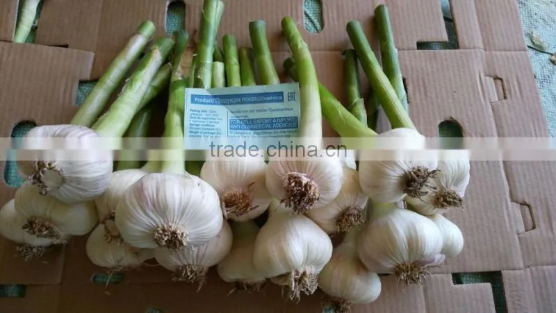 Liliaceous Vegetabless Product Type and Garlic 2017