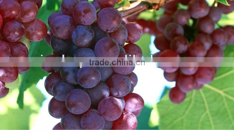 GMP Certified Manufacturer Supply Organic Grape Seed Extract Softgel Capsule
