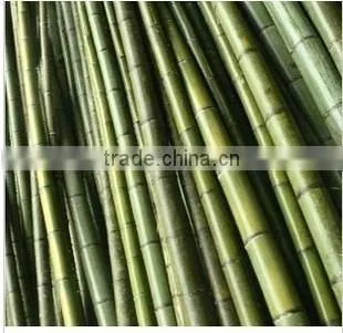cheap raw Bamboo poles
