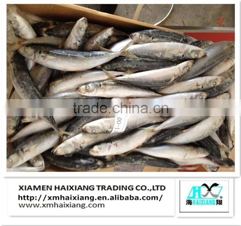 Price for frozen horse mackerel fish