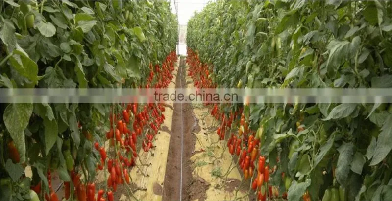 High Quality Food Grade Plant Source Amino Acid Liquid and powder