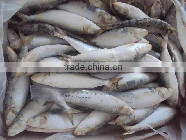 frozen whole round sardine for bait