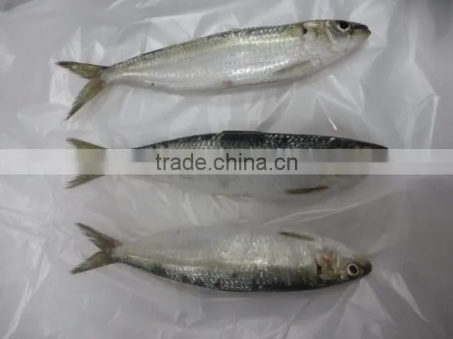 frozen sardine for canned