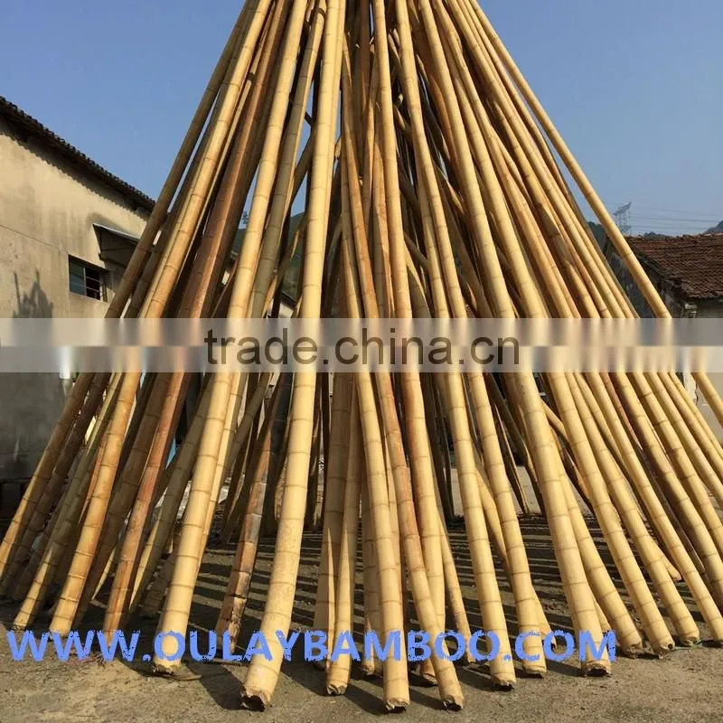 24~26MM 240CM Tonkin Bamboo Stakes For Orchard