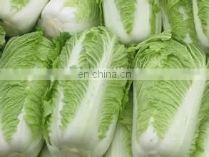okra slicer machine for the sliced drying vegetable processing