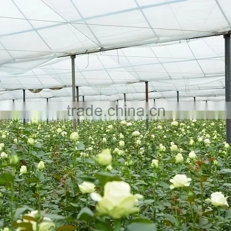 High grade Best-Selling hydrangea flowers for sale