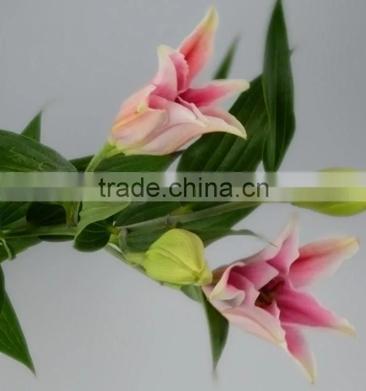 New sorbonne export lilies fresh cut flowers