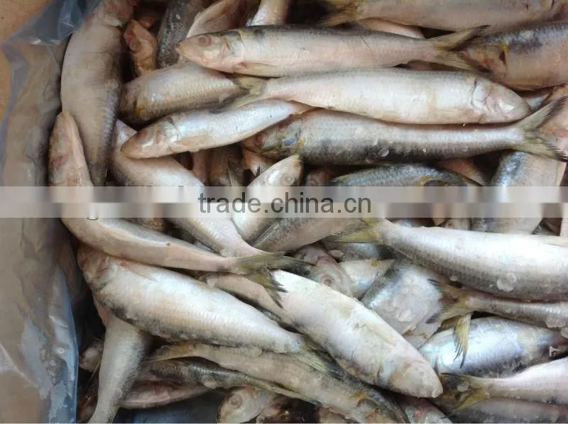 Good good quality frozen lighting sardine 100-120pcs/ctn