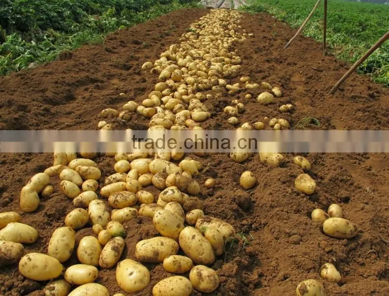 Fresh Healthy Yellow Potato For Sale