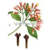 Clove Oil