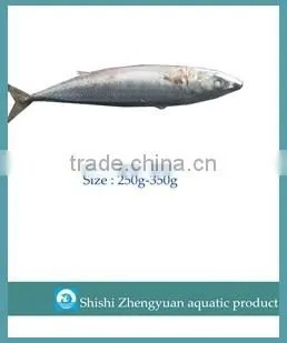 Frozen Giant Peru fillet squid neck Size 500+ on sale
