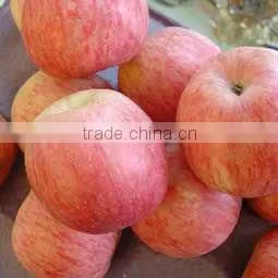 Fuji apple exporter in china